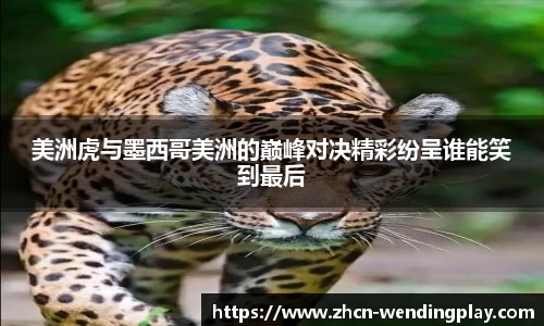 美洲虎与墨西哥美洲的巅峰对决精彩纷呈谁能笑到最后